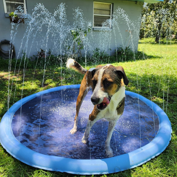 Dog Toy - Doggy Splash Pads - Picture 1